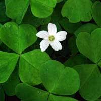 Image result for Oxalis oligotricha