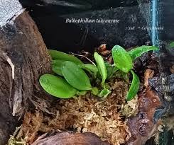 Image result for Bulbophyllum X chikukwa