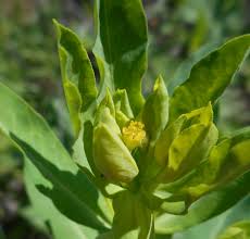 Image result for Euphorbia papillosicapsa
