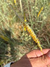 Image result for Trachypogon