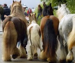 Pin On Gypsy Vanner