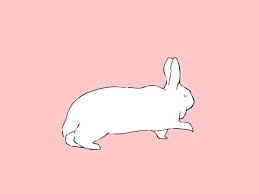 Tap to play or pause gif. Cute Bunnies Gifs 105 Animated Gif Images For Free
