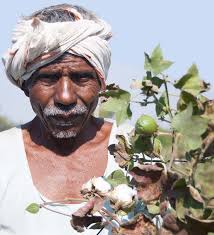 Is cotton conquering its chemical addiction?