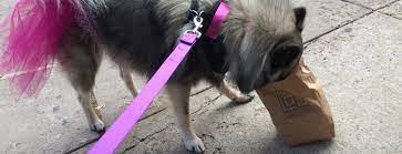 Maybe you would like to learn more about one of these? The 15 Best Pet Stores In Brooklyn