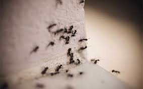 Hopefully, you will get some relief from your battle with ants this summer with some of. Summer Pests And Where To Find Them Pest Control And Extermination