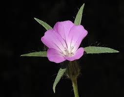 Image result for Agrostemma githago