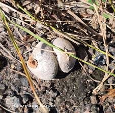 Image result for Scleroderma geaster