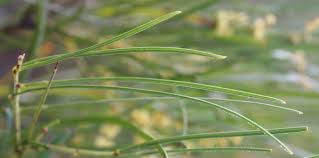 Image result for Acacia montigena