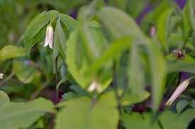 Image result for Clutia sessilifolia