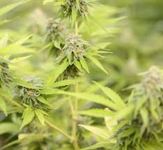 California hosts approximately 6,500 species, subspecies, and varieties of plants that occur naturally in the state, and many of these are found nowhere else in the world. Rppoa California Statewide Law Enforcement Association