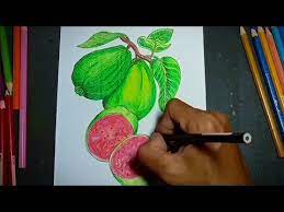 Jambu mempunyai banyak khasiat yang dapat mengobati beberapa penyakit, karena mengandung jambu mempunyai rasa asam manis dan mengandung vitamin c, a, k, asam folat, serat, dan zat besi. Menggambar Buah Jambu Biji How To Draw A Guava Mewarnai Buah Jambu Menggunakan Pensil Warna Youtube