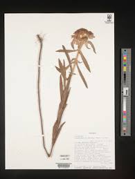 Image result for Haumaniastrum