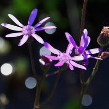 Image result for Senecio speciosus