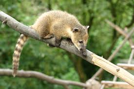 So geht das spiel gegen frankreich aus Kleinbar Nasenbar Coati
