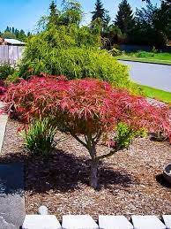 Coral Bark Japanese Maple Japanese Maple Tree Red Dragon Japanese Maple Coral Bark Japanese Maple