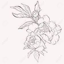 Flower drawing, using my line work technique. Vintage Flower Vector Card Drawing Peony Sketch Composition Royalty Free Cliparts Vectors And Stock Illustration Image 123750927