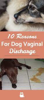 Pin On Dog Cat Health