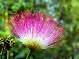 Expect the tree to quickly reach between 20 and 25 feet in height and 10 to 20 feet in width. The Mimosa Tree Complete Guide The Tree Center