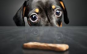 If he seems to be having bowel movements too frequently or passing loose stools, it's time to cut back on the yogurt. Can I Give My Dog Yogurt Every Day Plain Vs Greek Yogurt