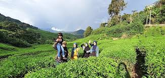 Ladang boh is an estate in cameron highlands and has an elevation of 1543 metres. Ladang Teh Paling Popular Di Cameron Highlands Pahang