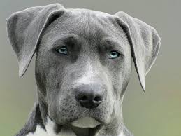 At carolina animal rescue and adoption (cara). Lake Norman Animal Shelter