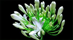 16 most beautiful blooming flowers animated gifs. 16 Beautiful Flowers Animated Gifs