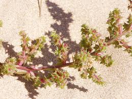 Image result for Salsola kali