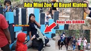 Gembira loka dulu sempat rusak karena terkena gempa bumi di. Kebun Binatang Mini Ada Di Bayat Klaten Mini Zoo Wisata Baru Klaten Youtube