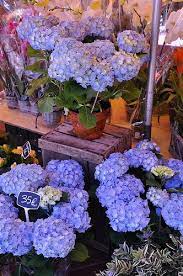 Explore Some Of Typepad S Best Flower Market Beautiful Flowers Flowers