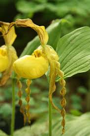 Check spelling or type a new query. Everything You Need To Know About North American Native Orchids Gardenista