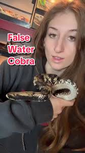 Would you own this species? #falsewatercobra#snake