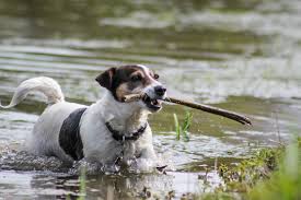 Next article 90 female jack russell terrier dog names; Top 131 Jack Russell Terrier Names Of 2020 The Dog People By Rover Com