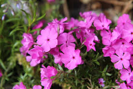 Check spelling or type a new query. Phlox Phlox Pink Phlox Spring Spring Flowering Perennial Flowering Plant Flower Plant Beauty In Nature Freshness Pxfuel