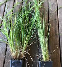 Image result for Themeda triandra