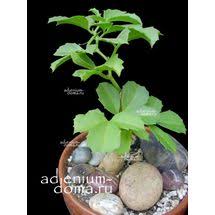 Image result for Cyphostemma quinatum