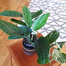 Pinnatipartita on the left, presenting moderately flat feature. Monstera Pinnatipartita Vs Peru Monstera