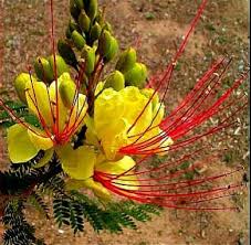 Arizona Desert Bird Of Paradise Pin On Mediterranean Garden