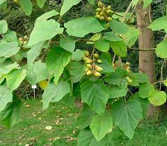 Павловния на латинском paulownia tomentosa, или адамово дерево, также можно произносить «павловния» — декоративное дерево. Pavloniya Posadka I Uhod Vyrashivanie Iz Semyan Cherenkovanie