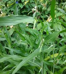 Image result for Coix lacryma-jobi