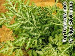 Image result for Pteris similis