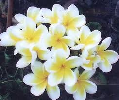 Dwarf Evergreens Frangipanis Frangipani Fragrant Garden Greenhouse Plants