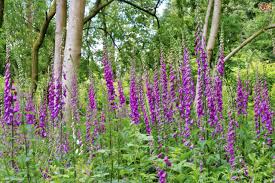 Some of the more common lawn weeds with purple flowers include henbit, wild aster, chicory and japanese clover. Poisonous Plants To Remove From A Horse S Field Pets4homes