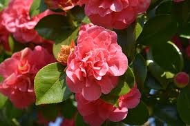 America's largest online plant nursery. Delightful Winter Gardening Tips 16 Southern California Flowers Blooming Anomaly