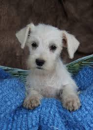 Miniature schnauzer puppies are a hearty breed with a sharp mind. Standard Schnauzer Puppies For Sale Petfinder