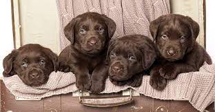 They also have their dewclaws removed. Chocolate Lab Your Guide To The Chocolate Labrador Retriever