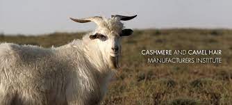 Searching for camel cashmere coat? Ccmi
