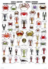 joescrabshack joesmaineevent fish chart crab lobster