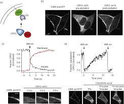 The molecular arrangement of the plasma membrane resembles a continually moving sea of lipids that contains a mosaic of many different proteins. Cib1 An Overview Sciencedirect Topics