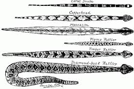 Rattlesnake Species Chart Types Of Poisonous Snakes