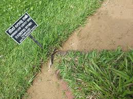 Image result for Axonopus